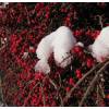 Cotoneaster horizontalis