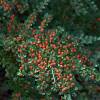 Cotoneaster horizontalis