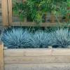 Festuca glauca 'Elijah Blue'