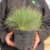 Festuca glauca 'Elijah Blue'