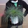 Festuca glauca 'Elijah Blue'