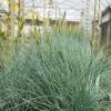 Festuca glauca 'Elijah Blue'