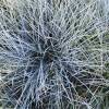 Festuca glauca 'Elijah Blue'