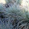 Festuca glauca 'Elijah Blue'