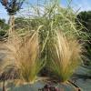 Stipa tenuissima 'Pony Tails'