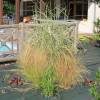 Stipa tenuissima 'Pony Tails'