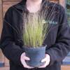 Stipa tenuissima 'Pony Tails'