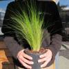 Stipa tenuissima 'Pony Tails'