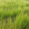 Stipa tenuissima 'Pony Tails'