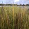 Stipa tenuissima 'Pony Tails'