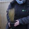 Stipa tenuissima 'Pony Tails'