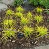 Carex stricta 'Aurea'