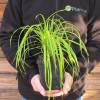 Carex stricta 'Aurea'