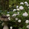 Hortnsia 'Mme Emile Mouillre'