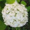 Hortnsia 'Anabelle'