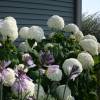 Hortnsia 'Anabelle'