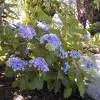 Hortnsia lilas