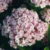 Hortnsia lilas