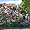 Hortnsia lilas