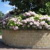 Hortnsia lilas