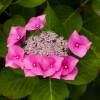 Hortnsia 'Mousme'