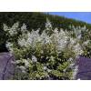 Hortnsia de panculas 'Kyushu'