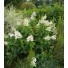 Hortnsia de panculas 'Kyushu'