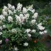 Hortnsia de panculas 'Kyushu'