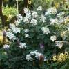 Hortnsia de panculas 'Kyushu'