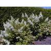 Hortnsia de panculas 'Tardiva'