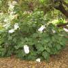 Hortnsia de folhas roble