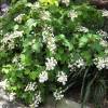 Hortnsia de folhas roble