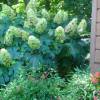 Hortnsia de folhas roble