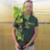 Hortnsia de folhas roble