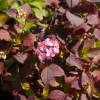 Hortnsia serrata 'Preziosa'