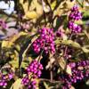 Callicarpa malva