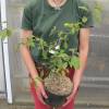 Callicarpa malva