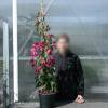 Buganv�lia rosa