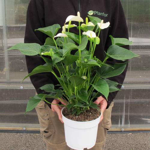 Antúrio de flores brancas : venda Antúrio de flores brancas / Anthurium alba