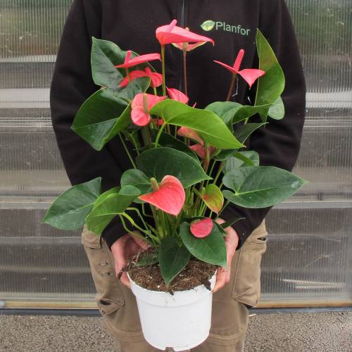 Antúrio de flores de cor rosa : venda Antúrio de flores de cor rosa /  Anthurium rosea