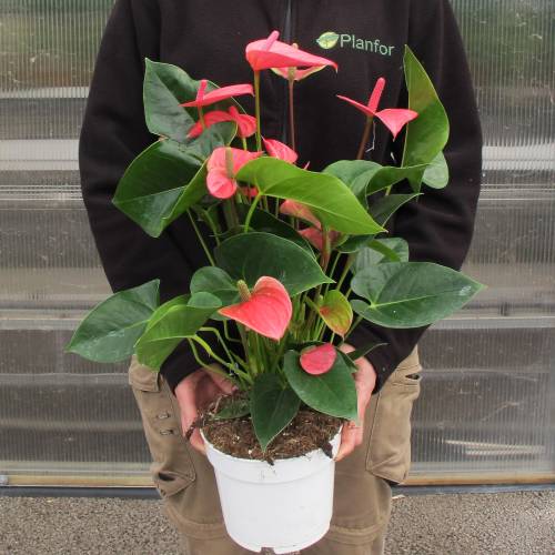 Antúrio de flores de cor rosa