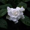 Gardenia jasminoides, Jasmim-do-Cabo