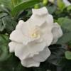 Gardenia jasminoides, Jasmim-do-Cabo