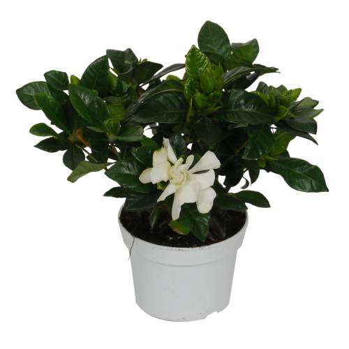 Gardenia jasminoides, Jasmim-do-Cabo : venda Gardenia jasminoides, Jasmim-do-Cabo  / Gardenia jasminoides