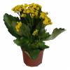 Kalanchoe de flores amarelas