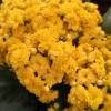 Kalanchoe de flores amarelas