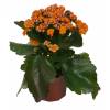 Kalanchoe de flores laranjas