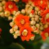 Kalanchoe de flores laranjas