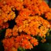 Kalanchoe de flores laranjas