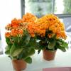 Kalanchoe de flores laranjas